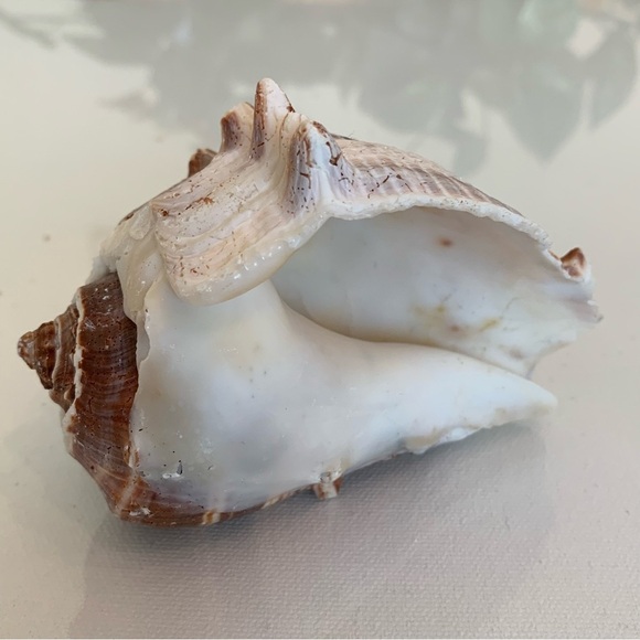 Striped Florida King Crown Conch Shell Melongena Corona Brown White Seashells 4" - Picture 9 of 12